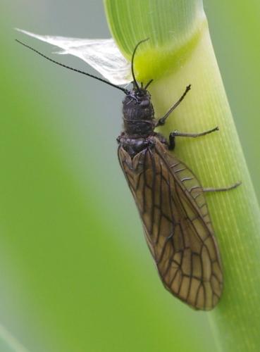 Sialis sp.